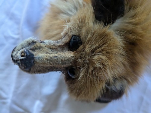 Vintage 60s Red Fox Fur Scarf/Collar Wrap 36" Pelt - Picture 15 of 19
