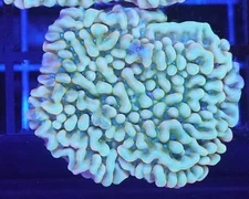[WYSIWYG] WWC Kung Pao Montipora Frag #2 Easy Monti SPS Live Coral