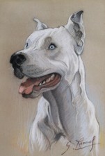 Dessin pastel portrait chien dogue argentin yeux bleus RENAUT art animalier