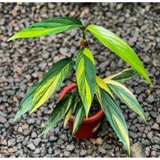 Rara planta de tejas abigarrada Epipremnum Ampliissimum crece en maceta