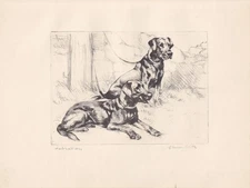 1930 LABRADOR RETRIEVER DOG Print - Antique - Vernon Stokes - 11 x 8.25 Inches