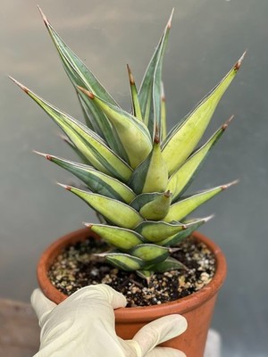 Variegated Sansevieria Pinguicula | Ultra Rare Live Plant | Collector's  Specimen | eBay