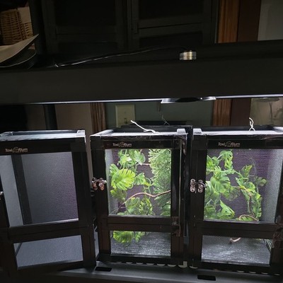 Toxirium 8 x 8 x 12 Small Reptile Cage Hatching Habitat, Screen  Acrylic Door 