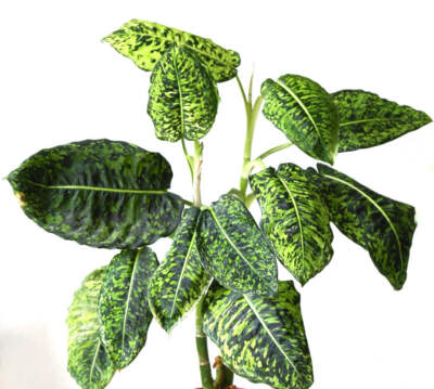Dieffenbachia cv REFLECTOR - Dumb cane | Leopard lily