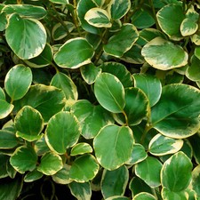 Griselinia littoralis Variegata - New Zealand Broadleaf | Evergreen Potted Shrub
