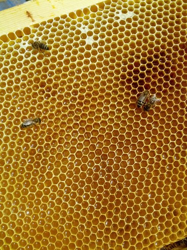 Pure Honey - Wildflower Honey From Bulgaria 100% Pure & Original RAW UNFILTERED - Picture 5 of 5