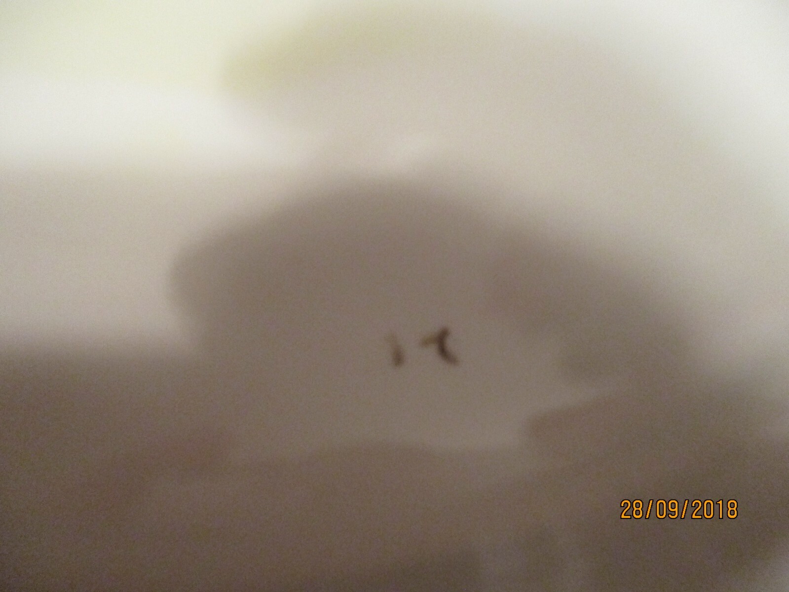 Picture 8 of 8