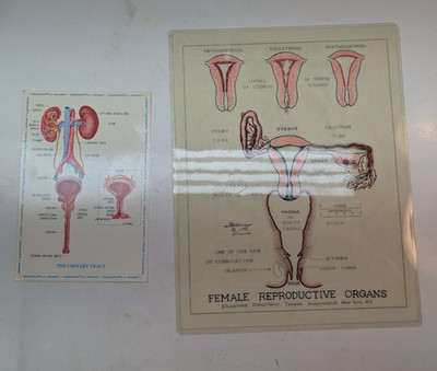 Female Reproductive Organs Tampax Education Department New York