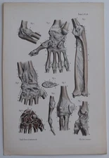 Anatomy Syndesmology Joints Color Engraving 1844