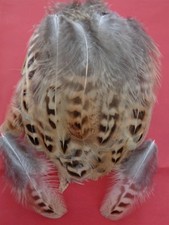 100 Hen Pheasant Flank Feathers 3" to 5"  - Crafting , Dreamcatchers