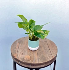 LIVE Golden Pothos Silver Vine Devil Ivy evergreen houseplant in ceramic pot