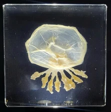 2.9" Real Jellyfish in Clear Lucite Resin Preserved Sea Marine Animal Collection