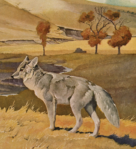 1946 Estampado Vintage Coyote Caza Caza Juego Chacal Pradera Lobo Vida Silvestre Juego - Imagen 2 de 3