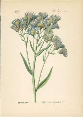 Chromolithographie : Strandaster. Strand-Aster. Aster Tripolium L. Compositae. S