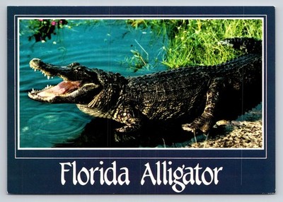 Florida Alligator Postcard John Hinde Curteich Everglades Reptile Nature