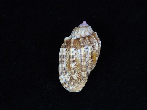 Sea Shell Harpa amouretta 42,8 mm ID#885 - Imagen 2 de 3