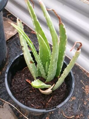 Aloe Vera Plant For Sale Plants Gumtree Australia Wyndham Area