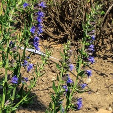 Isopus - 10 Seeds, Aromatic, Honeycomb, Garden, Easy to Grow, High Germs