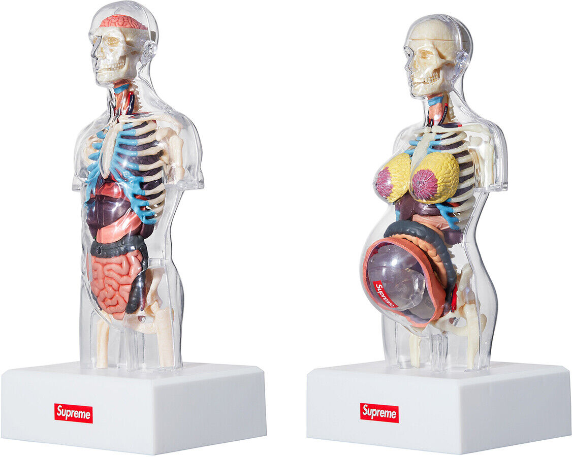 Supreme Male/Female Anatomy Model Clear FW18 (FW18A7) One Size