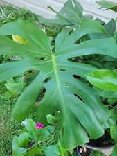 50 Giant Monstera Deliciosa Seeds(Giant) Pack 50 Monstera seeds Thai Shipping.