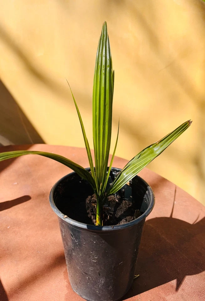 Phoenix Canariensis(Pineapple Palm) Palm Tree (1 count) - Image 4 of 4