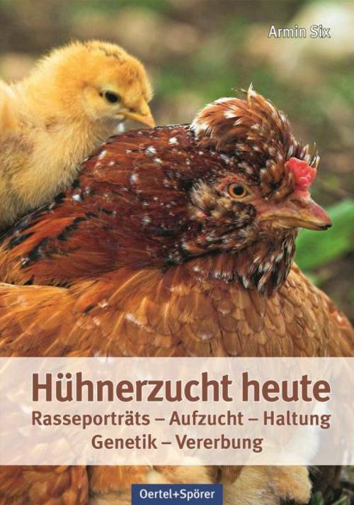 Thumbnail - Hühnerzucht Heute Armin Six