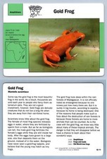 Gold Frog #52.11 - Amphibians - Grolier Wildlife Adventure Card