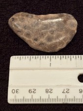 POLISHED Petoskey Stone Only Michigan Rocks Fossil Coral Great Lakes Beach