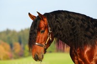 Horseware Amigo Luxury Leather Padded Headcollar Black/brown Pony/cob/full/xfull Horseware Amigo Luxury Leather Padded Headcollar Black/brown Pony/cob/full/xfull