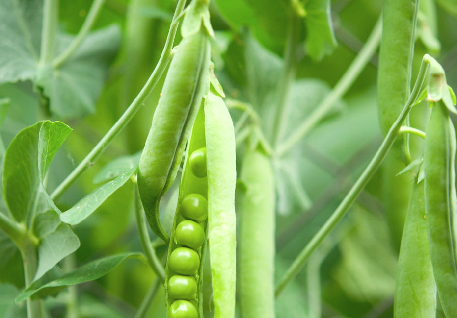 Image 11 - 25 Sweet Snap  Pea Seeds used for seedling vegetable