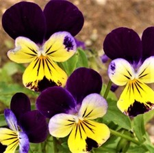 Beautiful Johnny Jump Up Seeds 200 Seeds NON-GMO -BUY 4 ITEMS FREE SHIPPING