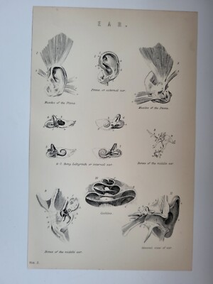 Antique Print 1870 Ear Engraving Pinna External Ear Labyrinth Coclea