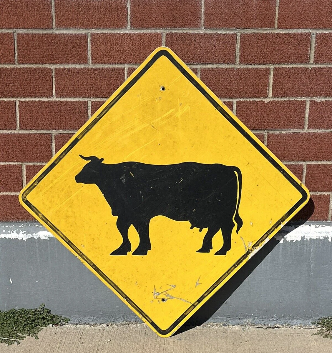 Cows crossing road behind cow crossing sign - Royalty-free Stock Photo
