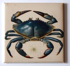 Blue Crab FRIDGE MAGNET "style G"
