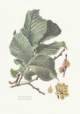 Planche 37 Histoire Naturelle Flore 2 : Orme des montagnes