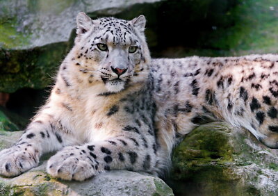 62633 Snow Leopard Wall Decor Print Poster