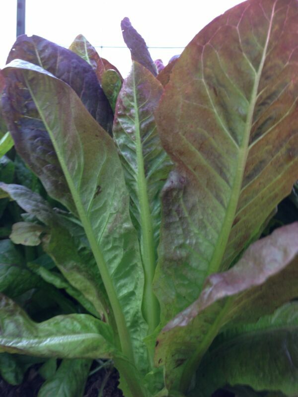 LETTUCE RED ROMAINE COS 3 GM ~ 2370 SEEDS