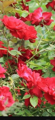 Red Double Knock Out Rose - 3 cuttings 6-8'' Long