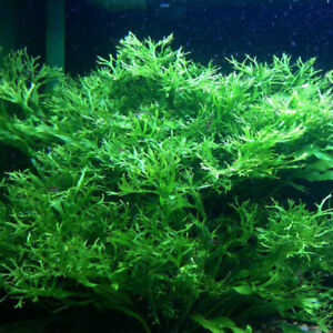 Windelov Java Fern Live Plant Moss Tank Aquatic.Magic