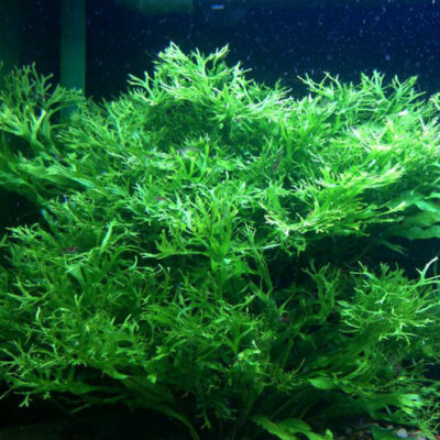 Microsorum Windelov Java Fern Windelov Live Aquarium Plants BUY 2 GET 1 FREE