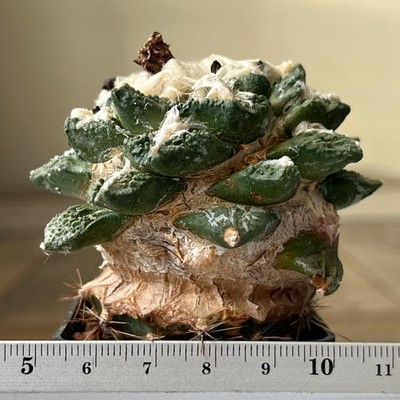 A22-1277 Cactus hybr (fiss x retusus), grafted