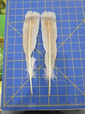 Y211 Lilac Hen Pair Turkey Tail Feather 