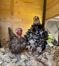 Serama and Kikiriki Hatching Eggs 12 Naked Neck/bolo/frizzled/crested  More