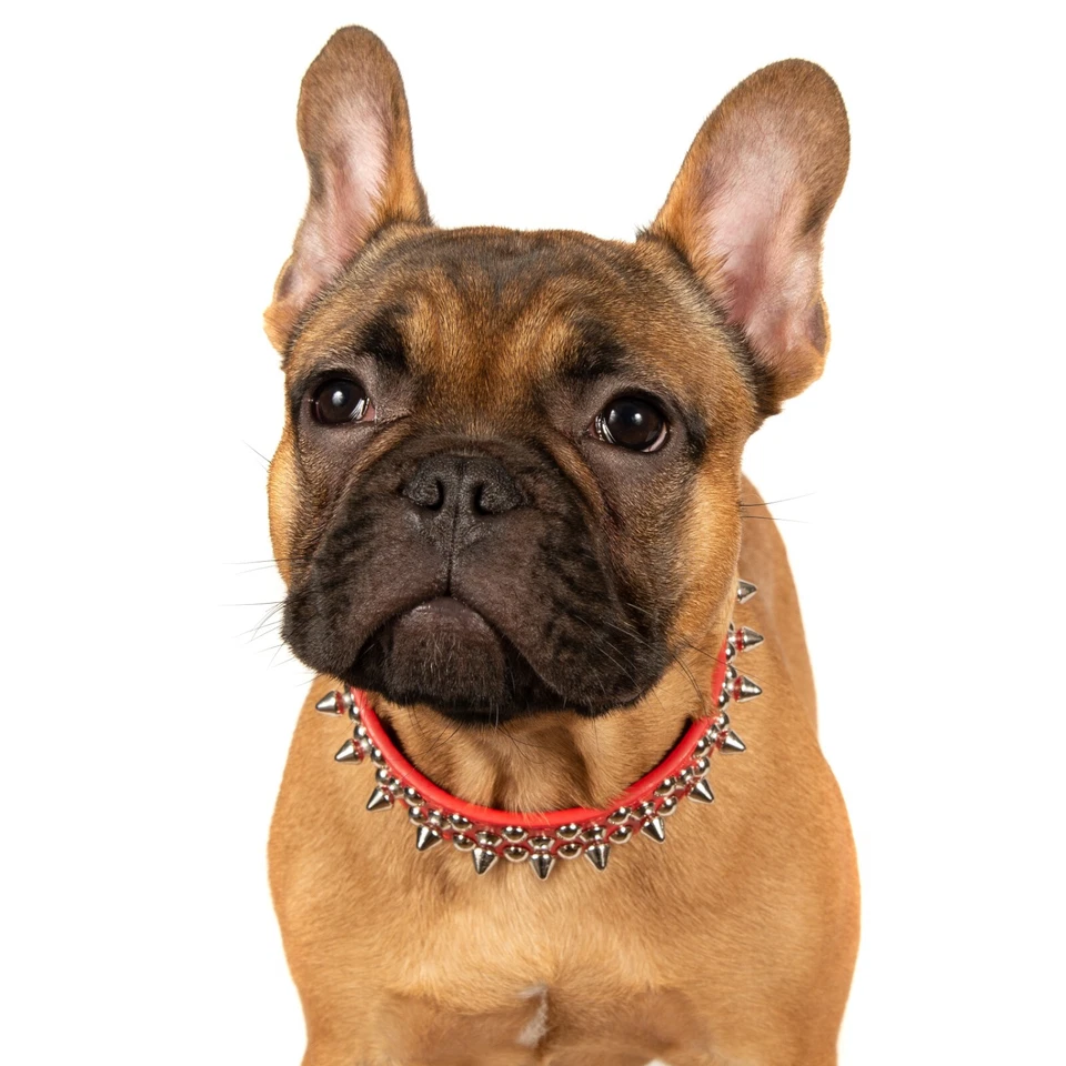 Remaches tachonados con clavos para perro pequeño collar de cuero para mascotas pequeño puede ir con arnés Foto 2 de 4