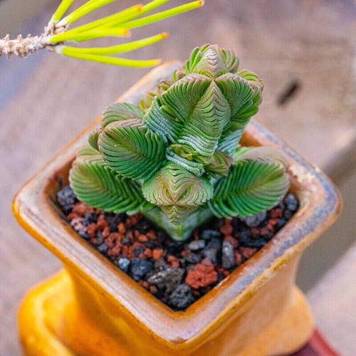 5CM Succulent Plant Crassula Quadrangularis(Multi-Head)Crassulaceae Garden Plant - Picture 3 of 18