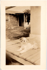 Cute Japanese Chin Dog Laying on Porch Fluffy Pekingese 1920s Antique Photo