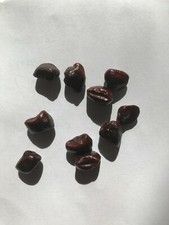 10 graines de tamarinus indica prêtes à planter bio sans OGM ni hybride