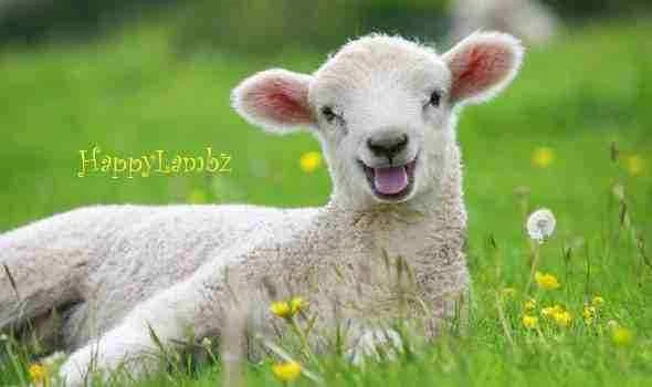 Cobertor Koala bebê azul pelúcia pontos vison quadrados com estrelas com borda de cetim bebê menino UE - Imagem 3 de 3