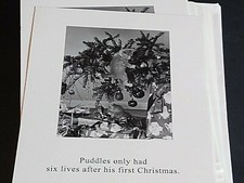 Kitten in Christmas Tree humorous Christmas Cards 15 cards  envelopes
