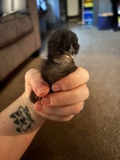 6 Silkie bantam Hatching Eggs   Mixed Colors